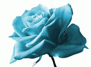 rosa blu
